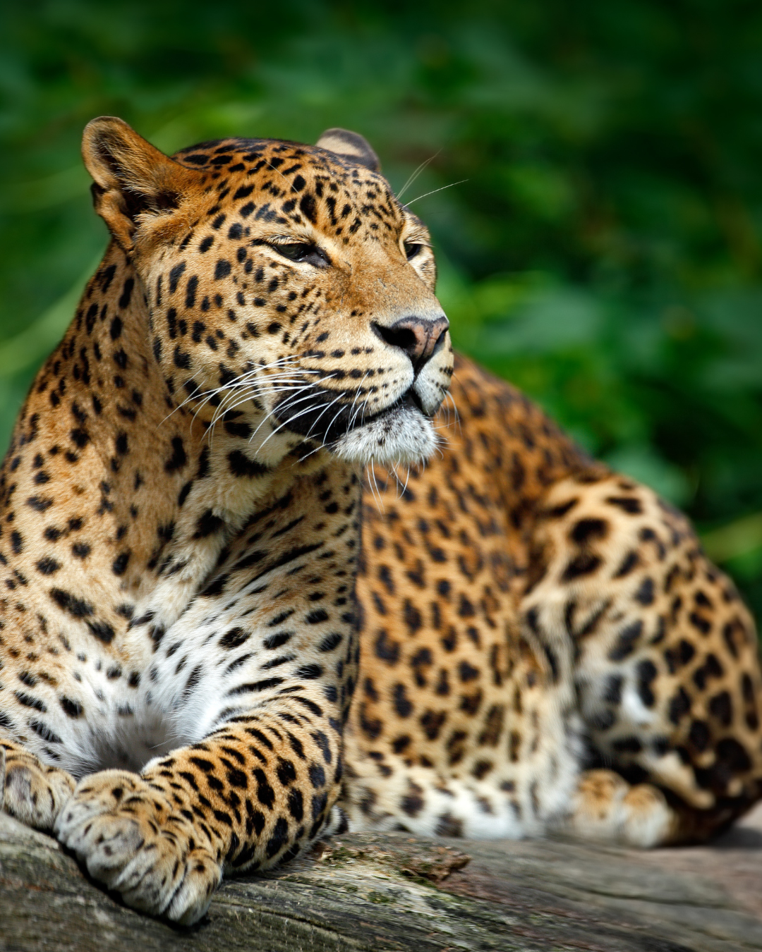 Sri Lanka