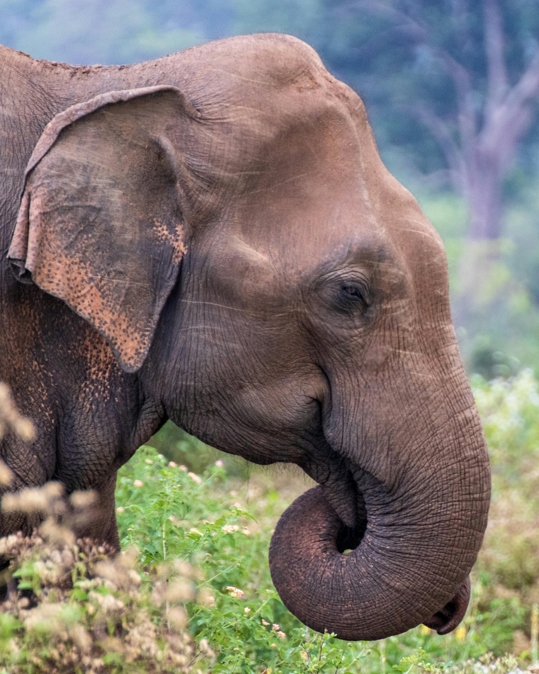 Sri Lanka