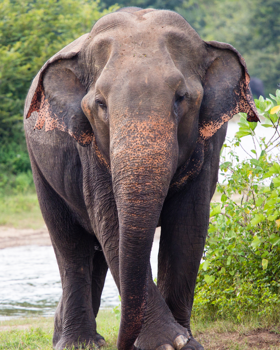 Sri Lanka