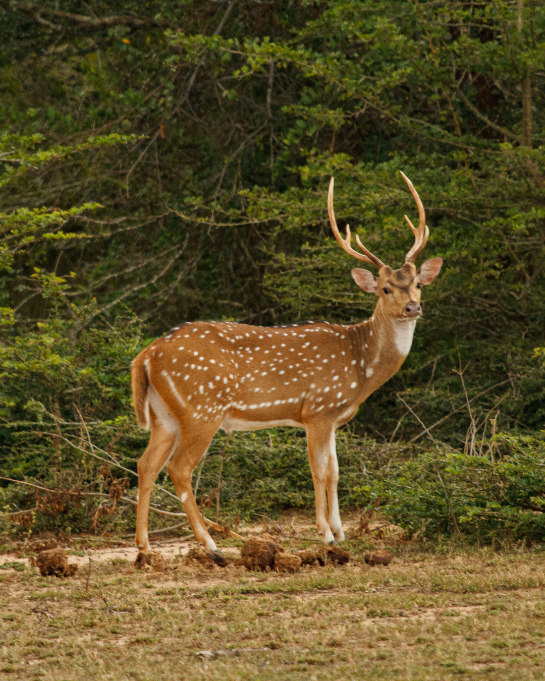 Sri Lanka